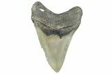 Serrated, Fossil Megalodon Tooth - North Carolina #297283-1